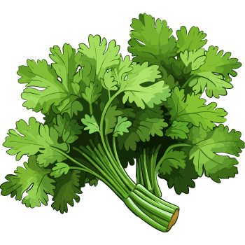 Coriander Plant