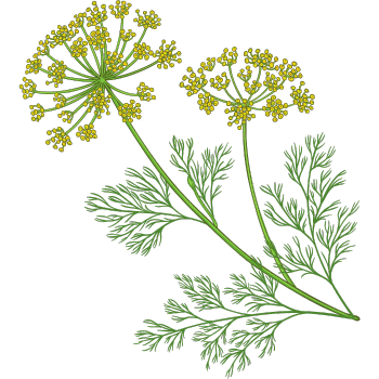 Fennel Plant