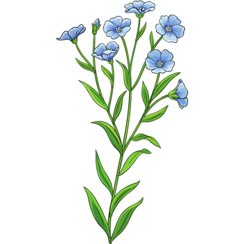 Flax Plant