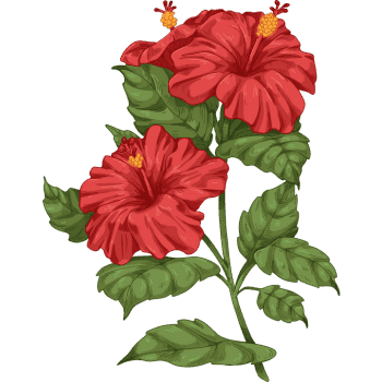 Hibiscus-Learn Plants Names