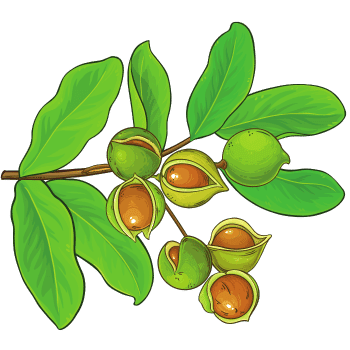 Macadamia Nut