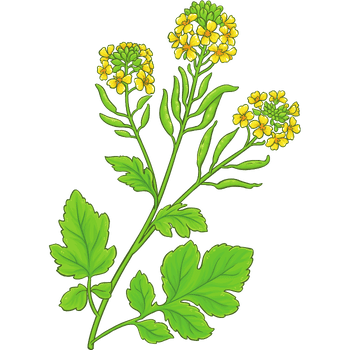 Mustard Plant