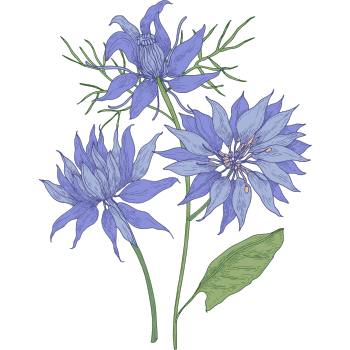 Nigella Plant-Learn Plants Names