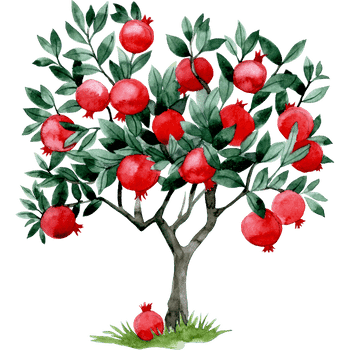 Pomegranate
