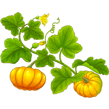 Pumpkin Plant