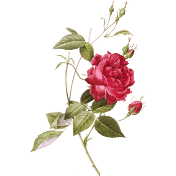 Rose- Learn Plants Names