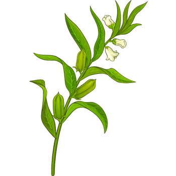 Sesame Plant-Learn Plants Names