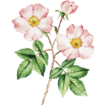 Wild Rose