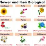 Scientific Names of Flowers
