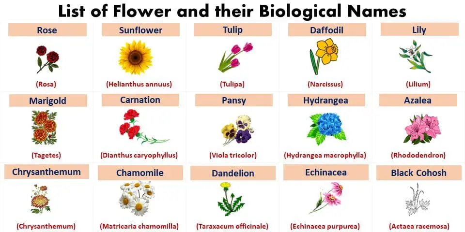 Scientific Names of Flowers