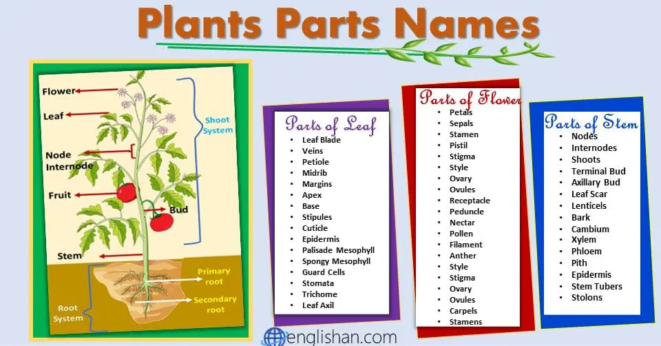 Plants Parts Names