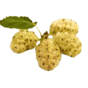 Yellow Mulberry