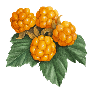 Yellow Cloudberry