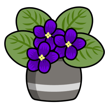 African Violet