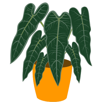 Alocasia Polly