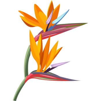 Bird of Paradise-Learn Indoor Plants Names