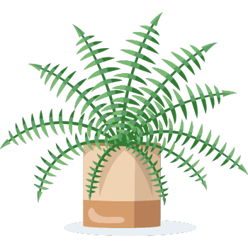 Boston Fern
