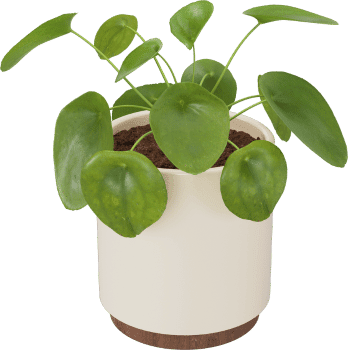 Chinese Money Plant