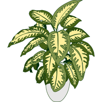 Dieffenbachia