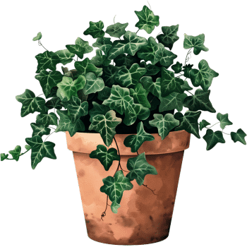English Ivy