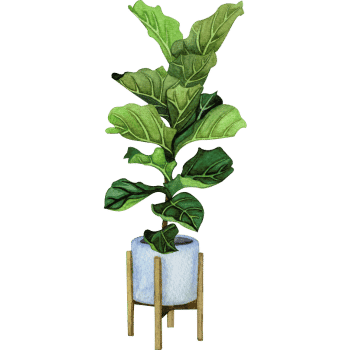 Fiddle Leaf Fig