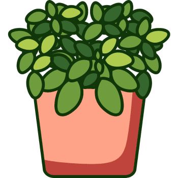 Fittonia-Learn Indoor Plants Names