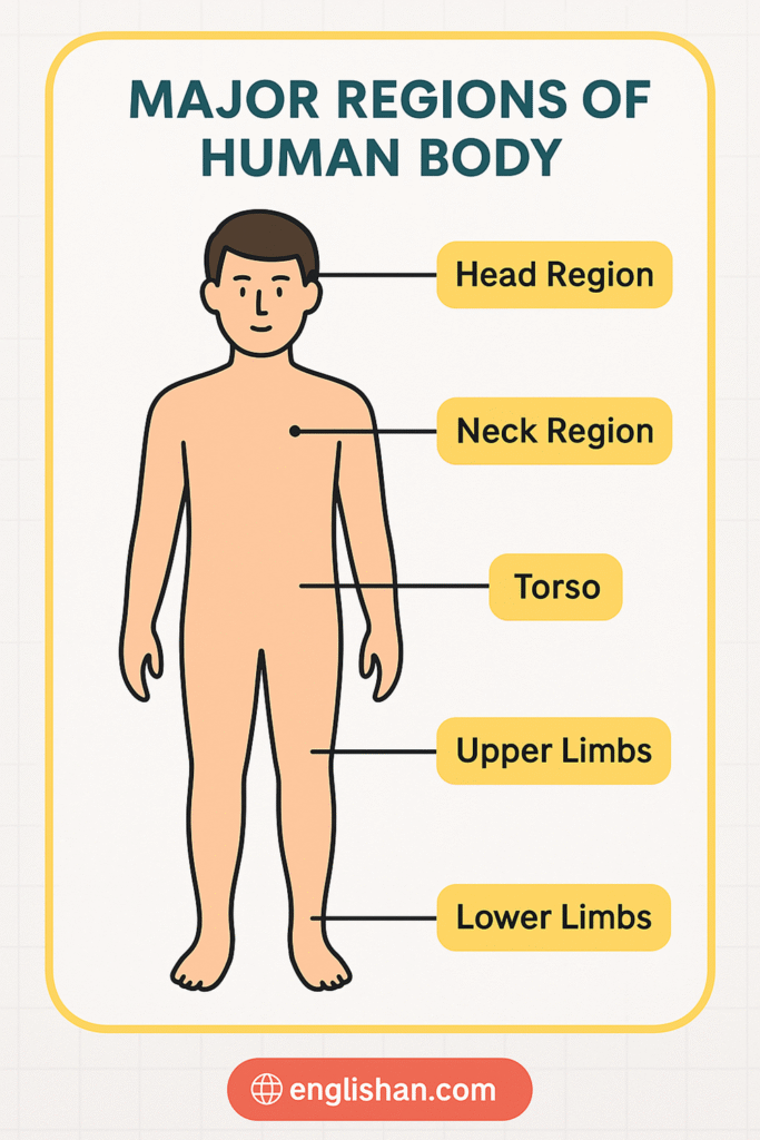 Five Major Regions of Human Body