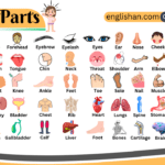 Body Parts Name – Human Body Parts in English with Pictures