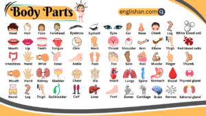 Body Parts Name – Human Body Parts in English with Pictures