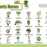 Common Indoor Plants Names with Pictures