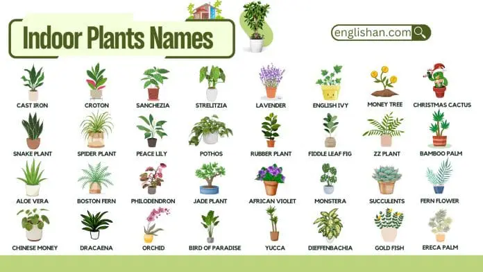 Common Indoor Plants Names with Pictures