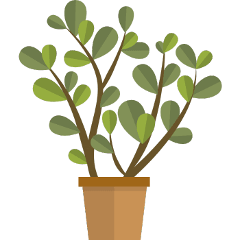 Jade Plant