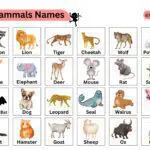 100 Mammals Names in English with Pictures