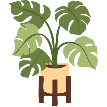 Monstera Deliciosa-Learn Indoor Plants Names