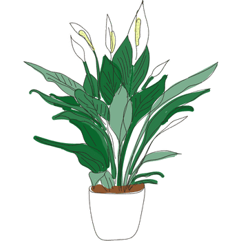 Peace Lily