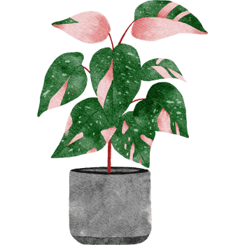 Philodendron