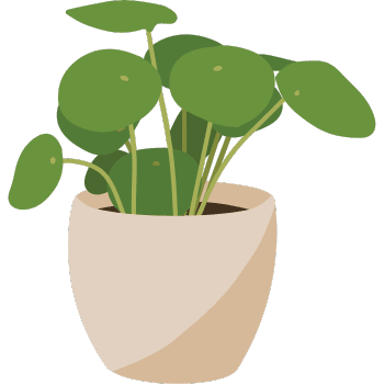 Pilea Moon Valley