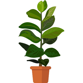 Rubber Plant-Learn Indoor Plants Names