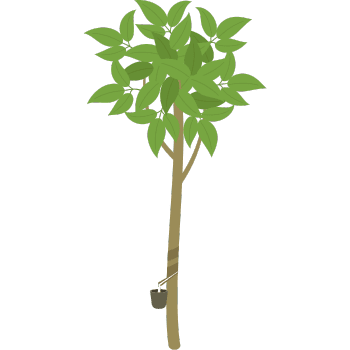 Rubber Tree