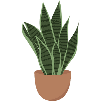 Snake Plant