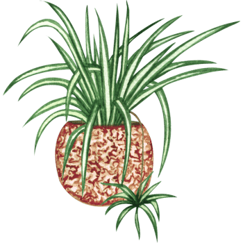 Spider Plant-Learn Indoor Plants Names