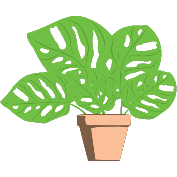 Swiss Cheese Plant