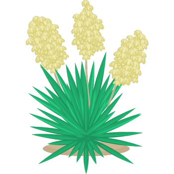 Yucca