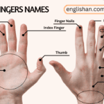 Five Fingers Name in English with Pictures