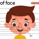 Parts Of Face With Names And Labeled Diagram