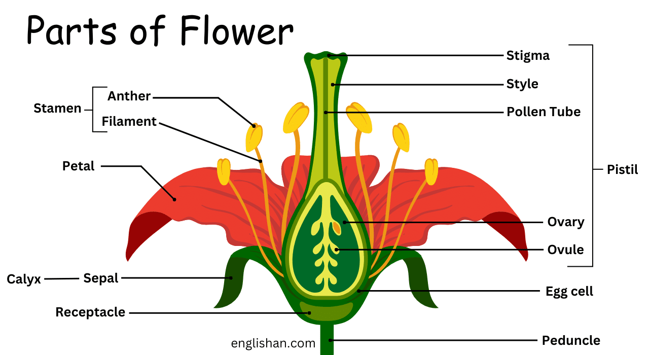 Parts of a Flower with Types and Functions