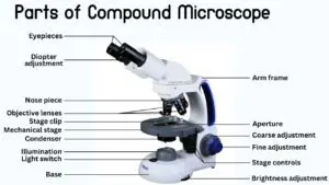 Parts of Compound Microscope Names in English with Their Functions