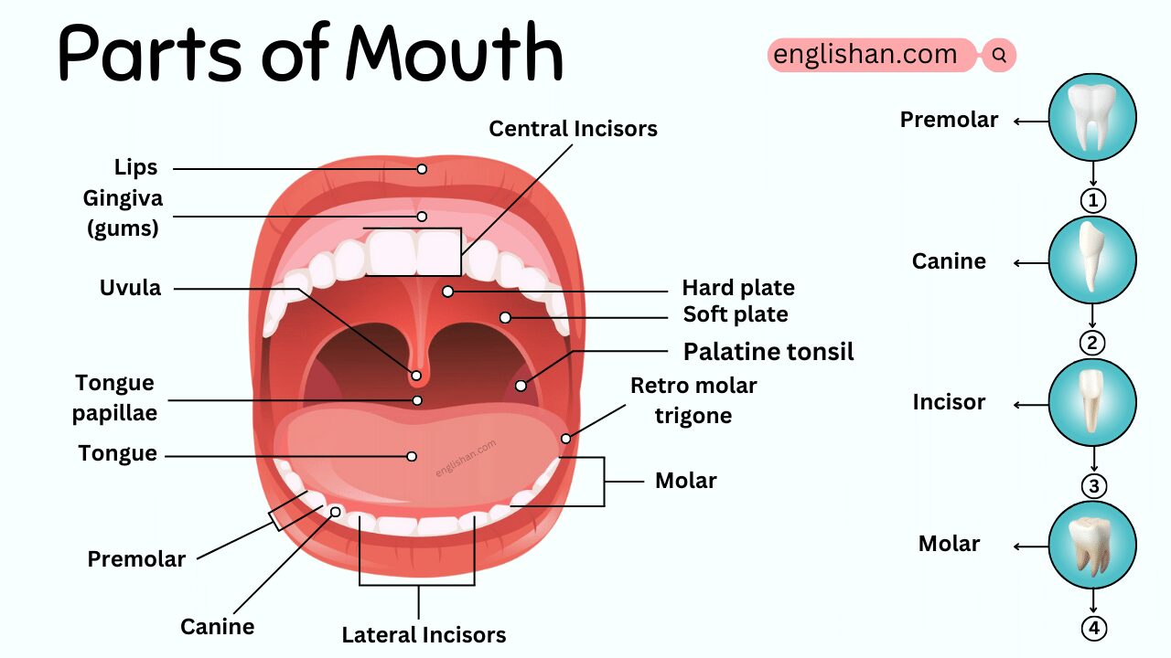 Parts of Mouth Names in English and Their Functions