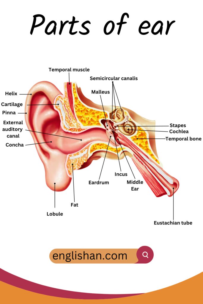 3 Parts of Ear - Diagram