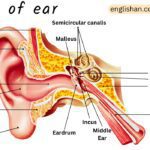 Parts of the Ear ( Anatomy, Functions, Labeled Diagram )